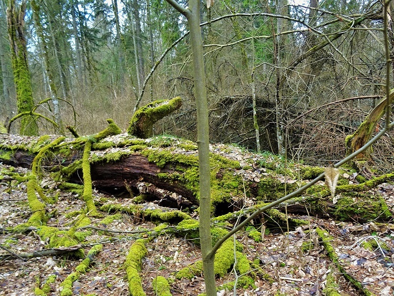 W 2016 r. w Nadleśnictwie Białowieża wycięto blisko 7,5 tys. drzew