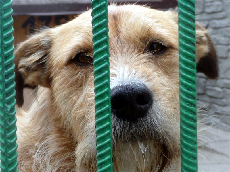 "Pora na Psiego Seniora" - akcja Schroniska dla Zwierząt w Białymstoku
