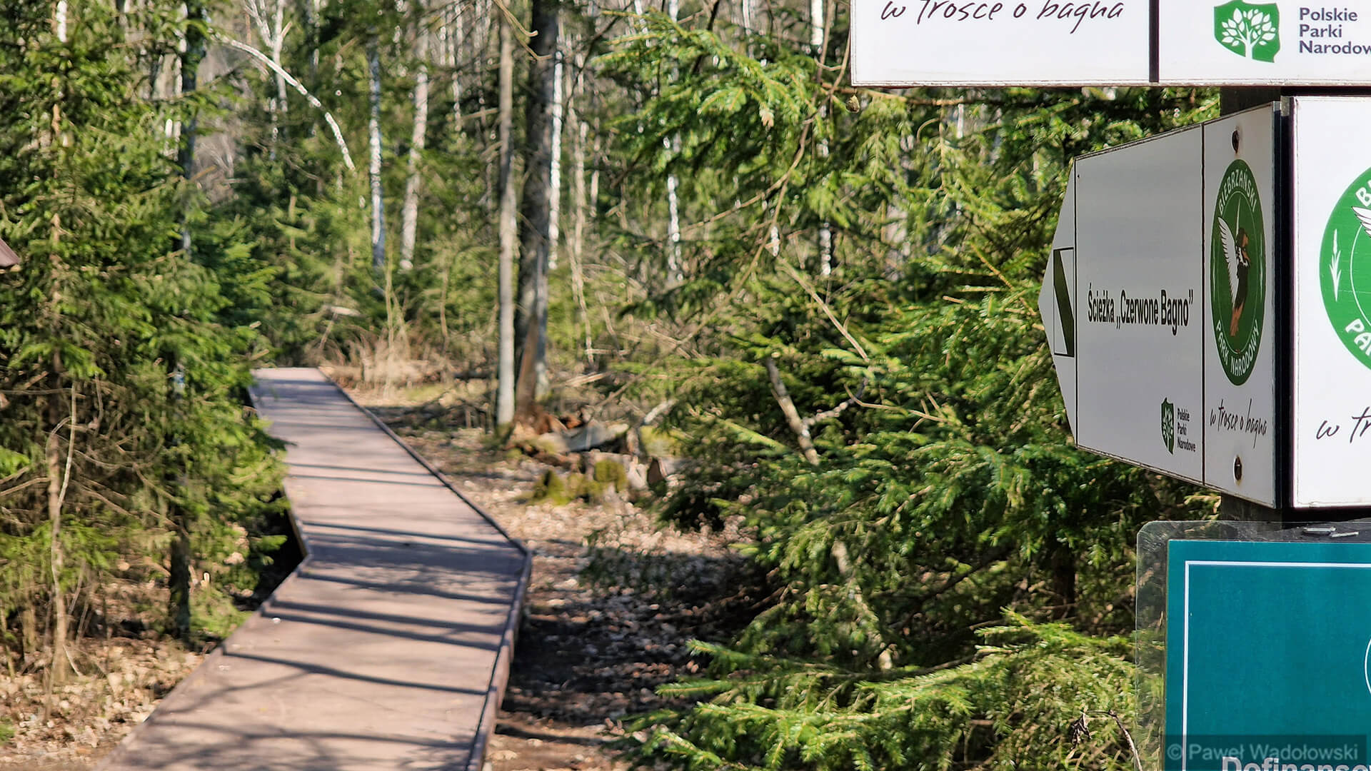 Biebrzański Park Narodowy wyremontował ścieżkę "Czerwone Bagno" [zdjęcia, wideo]