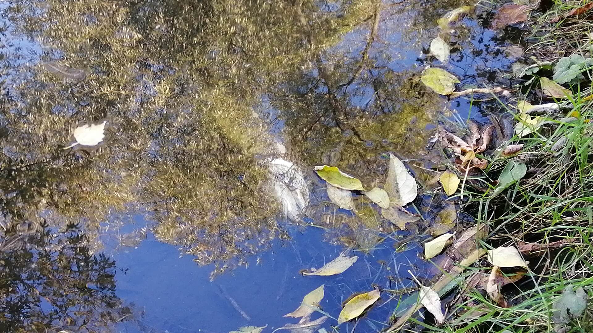 W rzece Białej pływają śnięte ryby