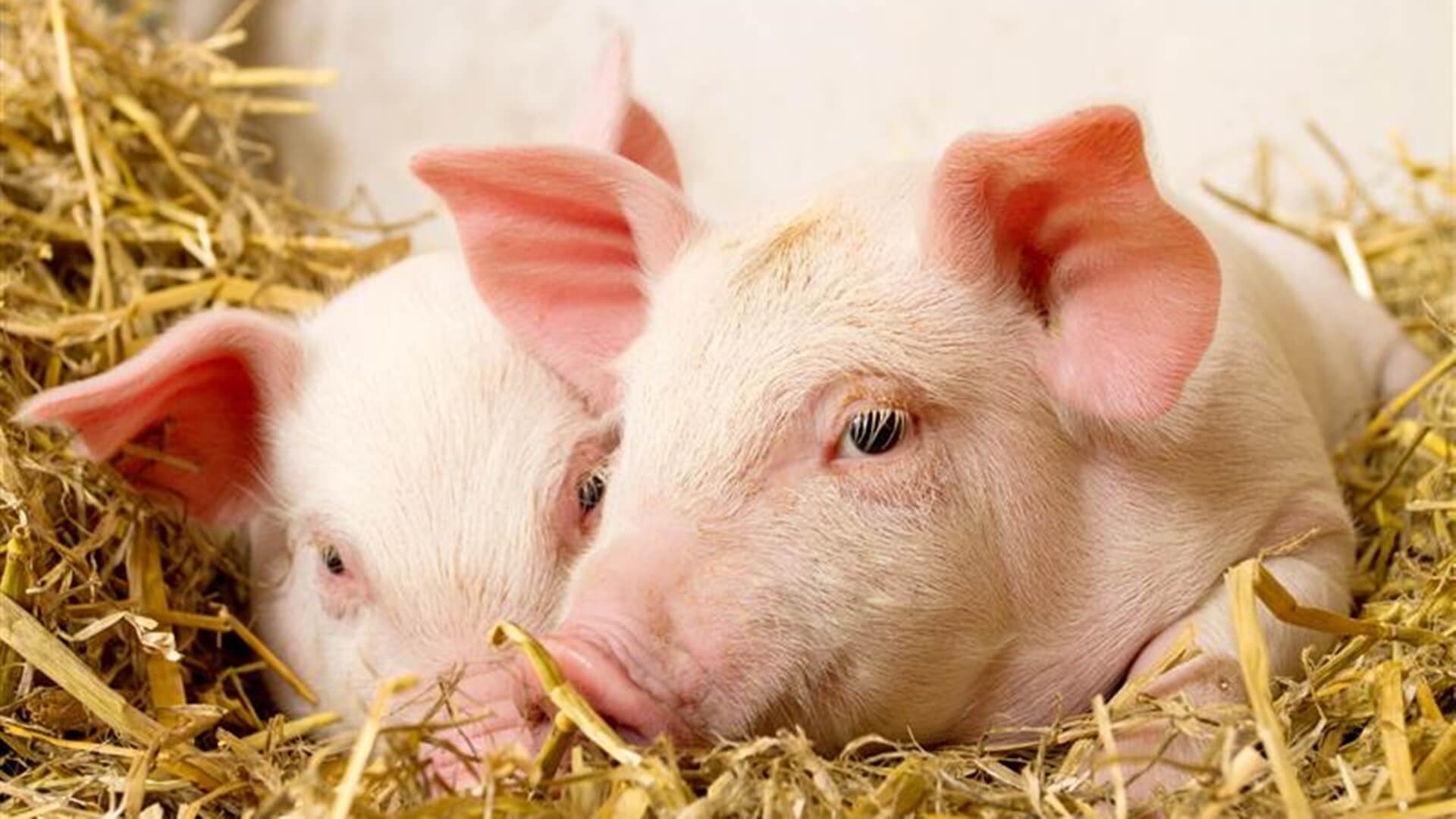 Od połowy lutego rolnicy będą mogli prowadzić małe ubojnie