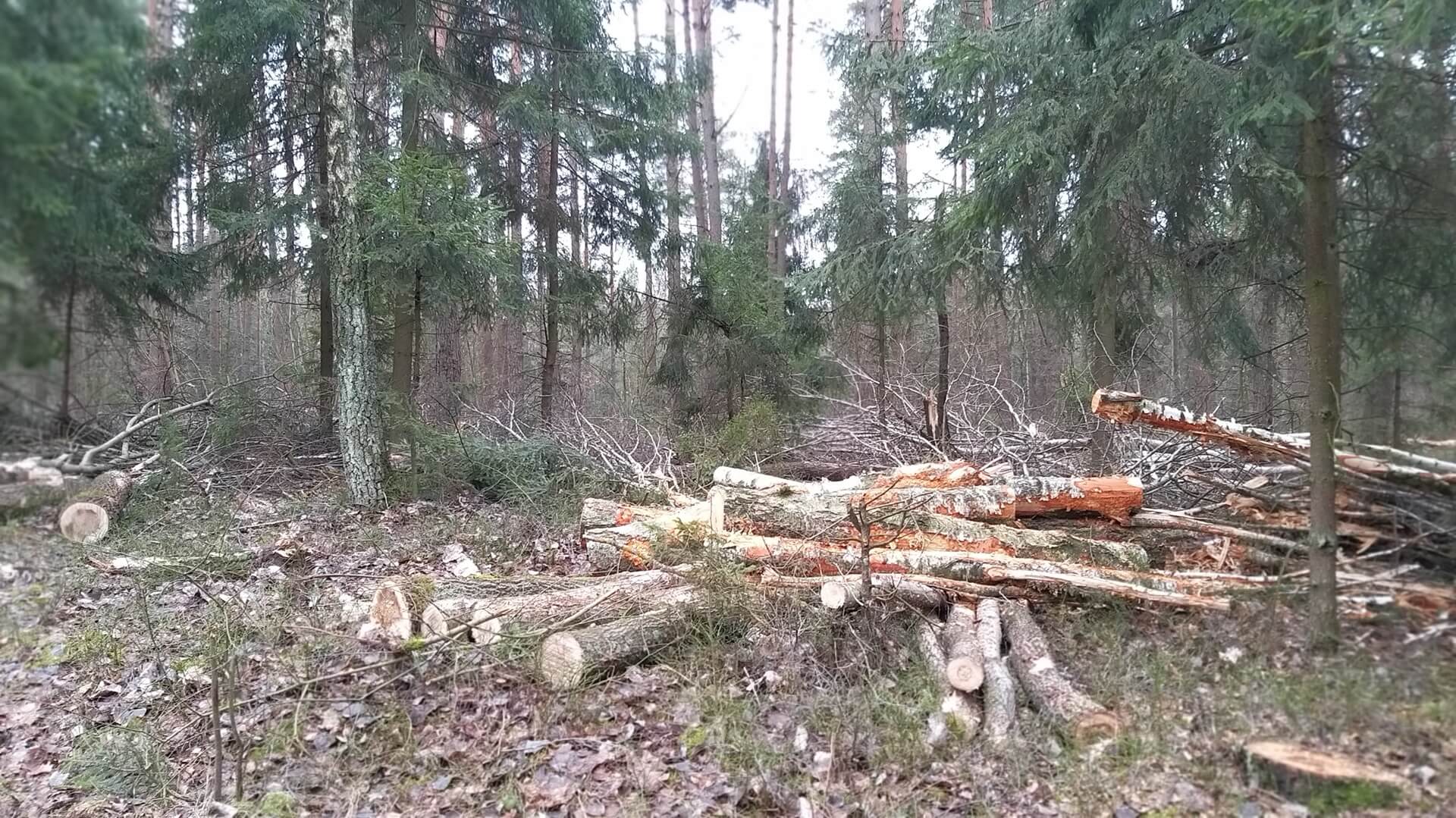 Nie będzie cmentarza na terenie Lasu Turczyńskiego - kuria szuka innej lokalizacji