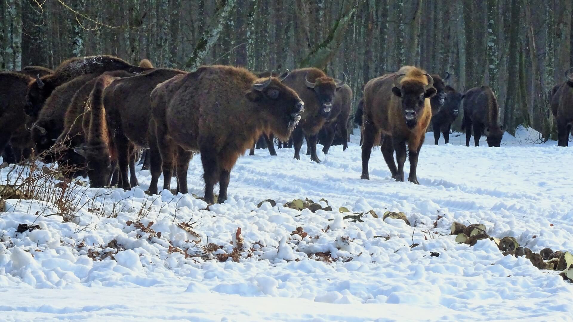 Nie udało się policzyć żubrów w Puszczy Białowieskiej