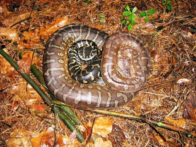 Białystok:  Dwumetrowy pyton na skraju lasu przy ul. Pietrasze [zdjęcia]