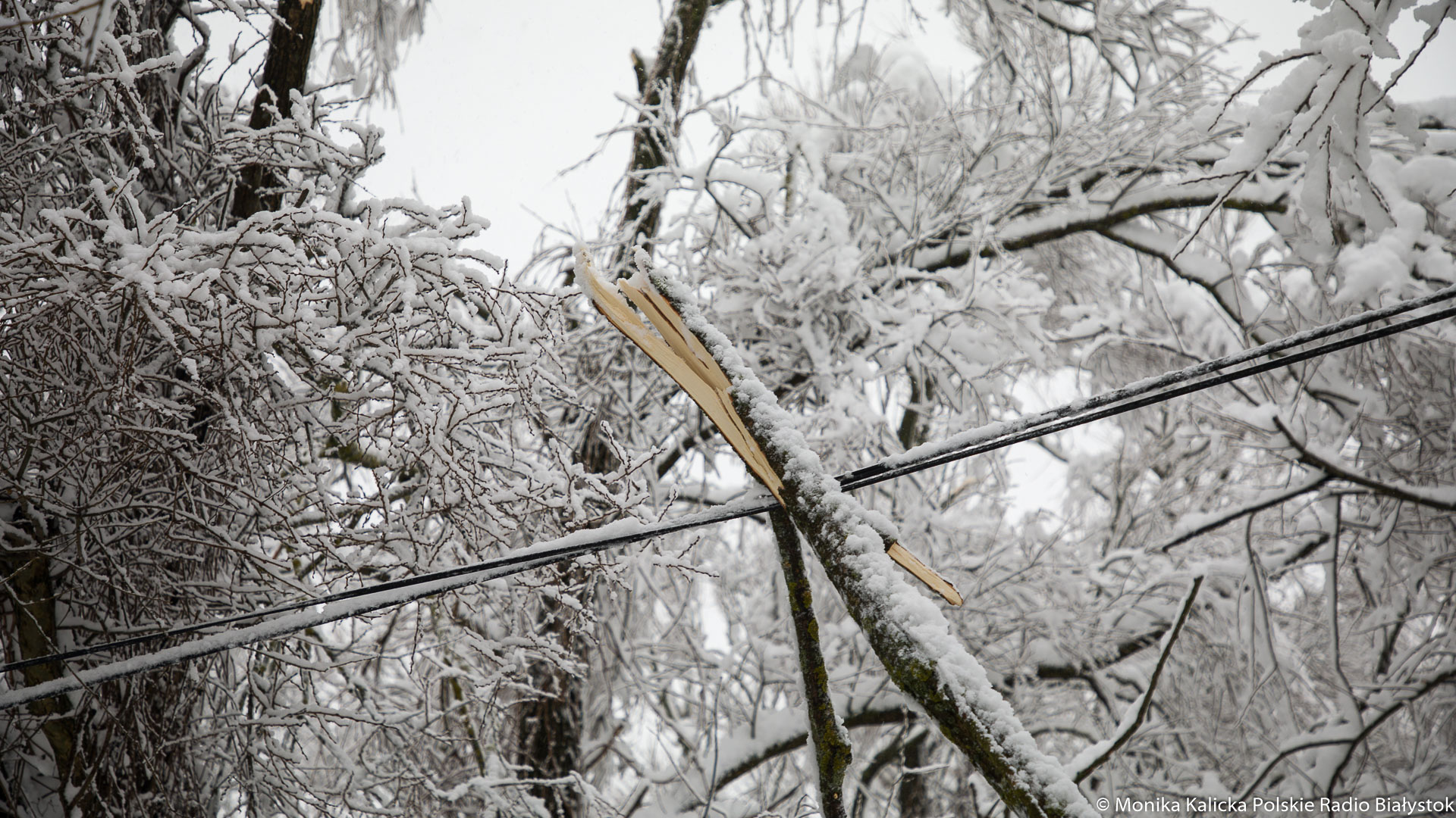 Intensywne opady śniegu połamały wiele drzew w podlaskich nadleśnictwach