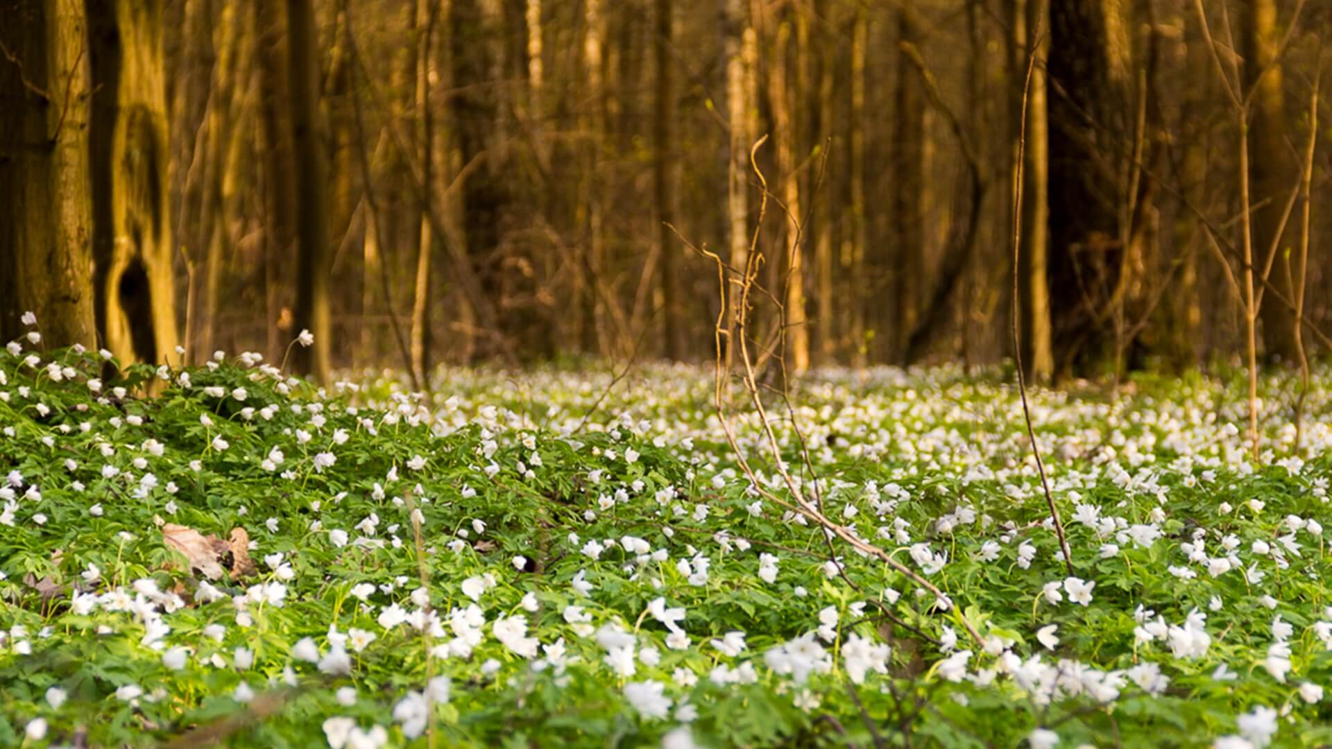 Inspektorzy GIOŚ rozpoczynają monitoring środowiska - zbadają stan chronionych gatunków