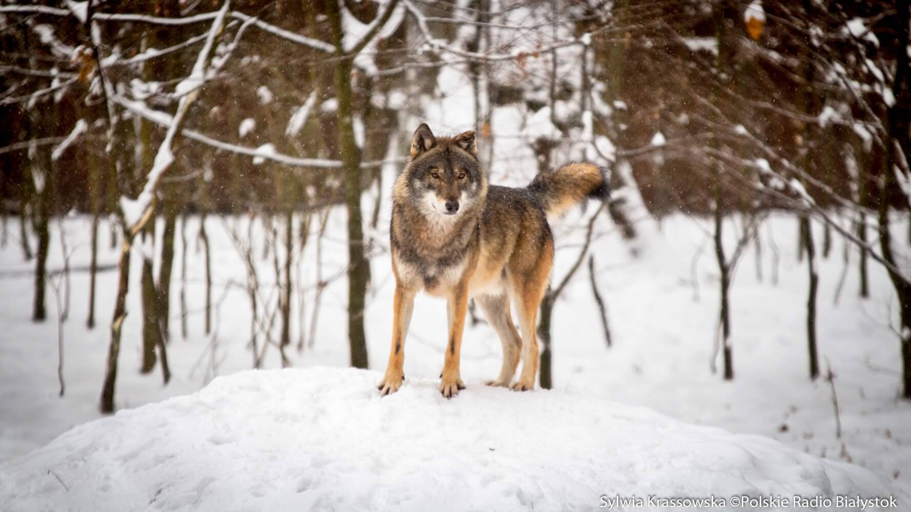 Na ulicach Białowieży coraz częściej pojawiają się wilki