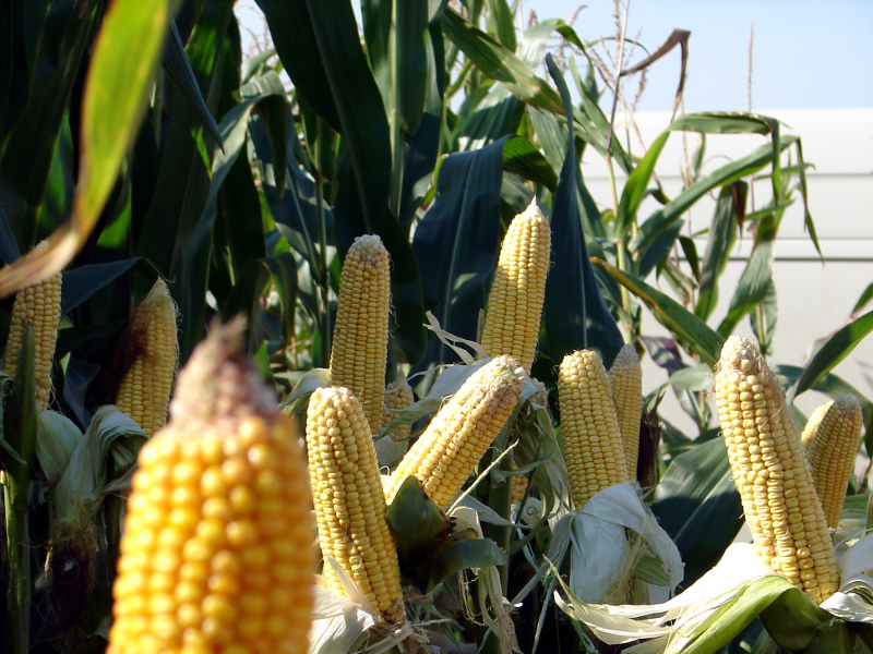 Podlaska Izba Rolnicza przeciw GMO