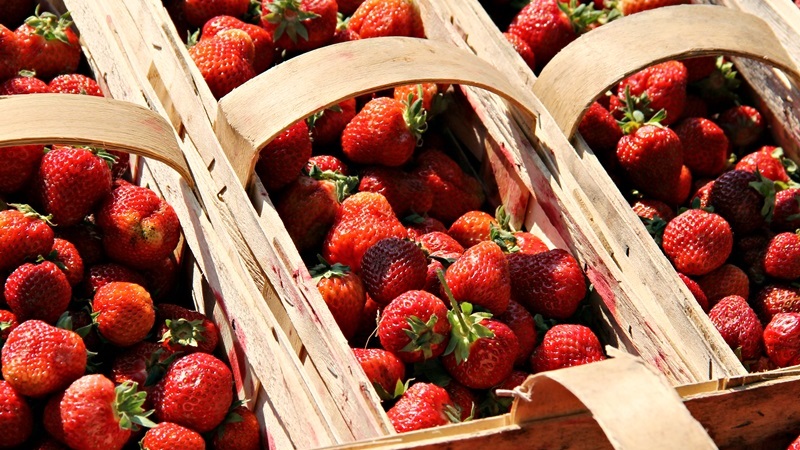 Plantatorzy truskawek obawiają się klęski urodzaju
