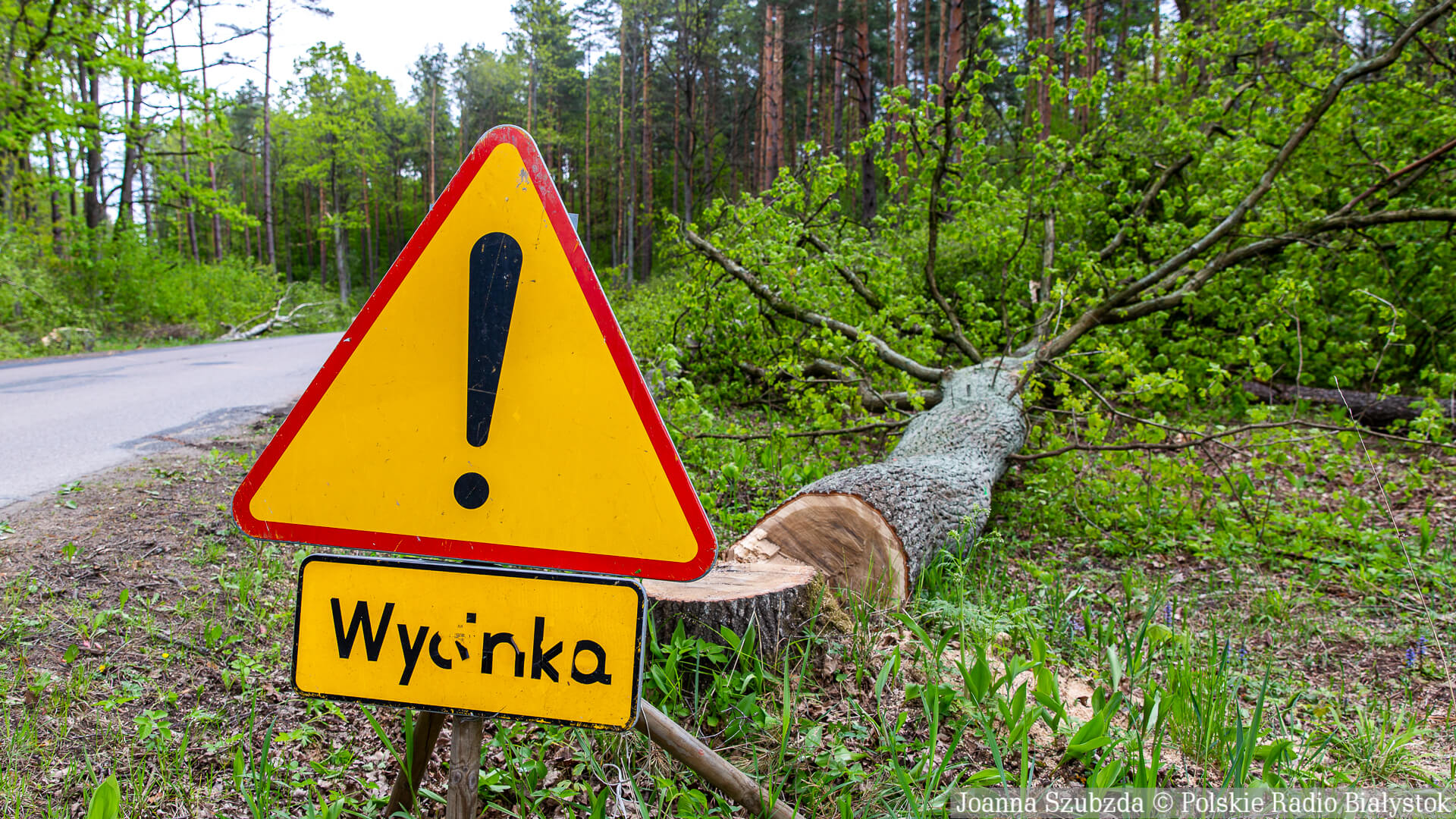 Powiat sokólski zamierza usunąć kilkaset przydrożnych drzew - sprawie przygląda się RDOŚ