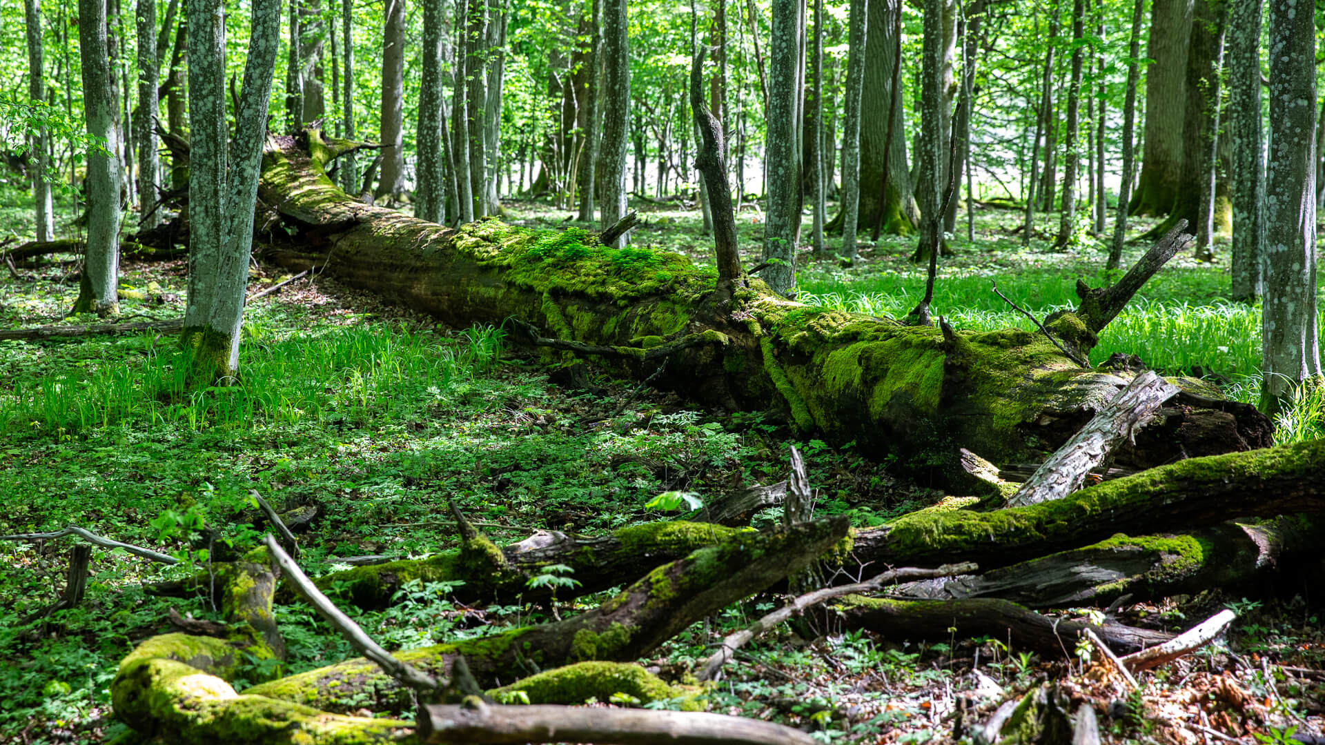 Dobiegają końca prace nad planem zarządzania Puszczą Białowieską