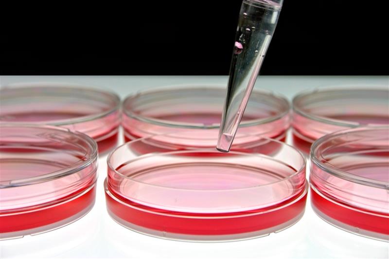 Zmodyfikowane przeciwciała lamy testowane w immunoterapii COVID-19