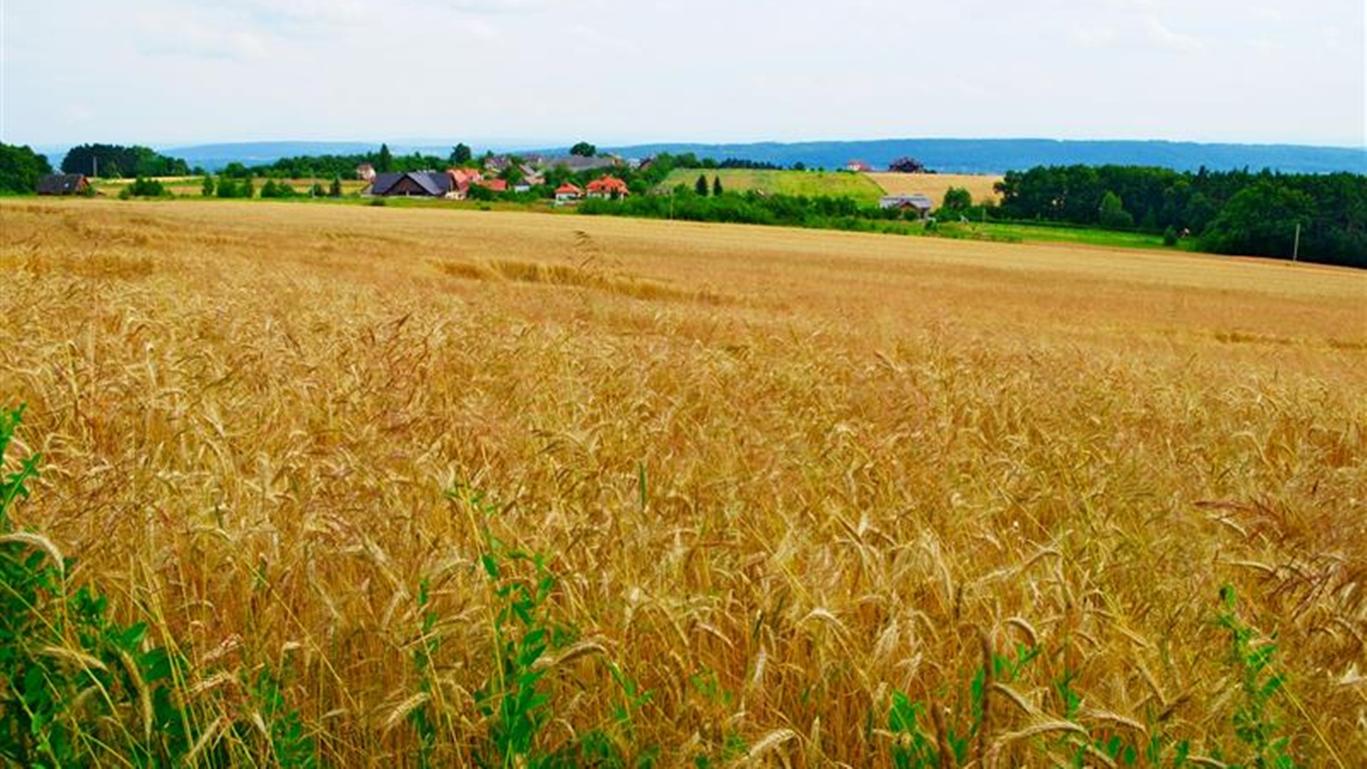Susza w regionie - Podlaska Izba Rolnicza apeluje o powoływanie komisji do szacowania strat