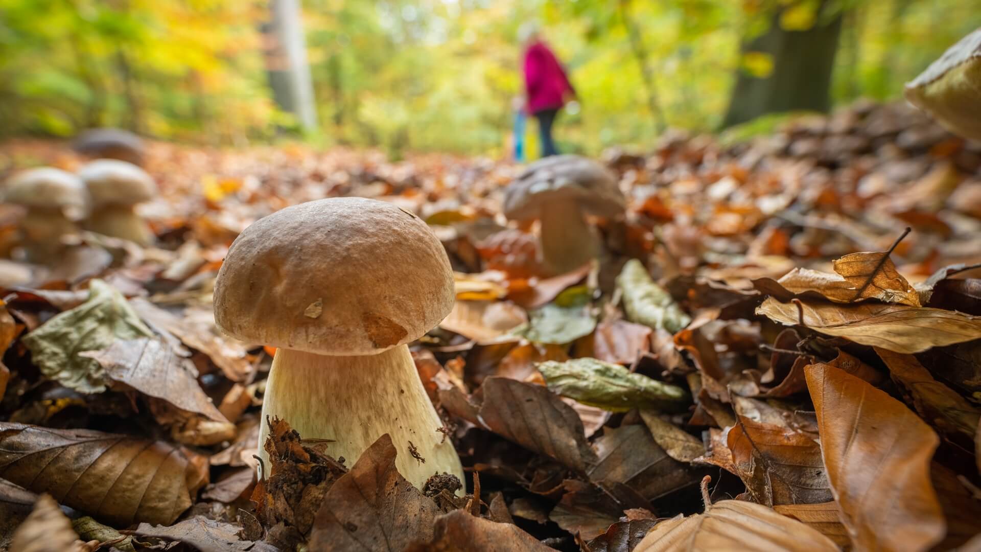 Coraz więcej grzybów pojawia się w podsuwalskich lasach