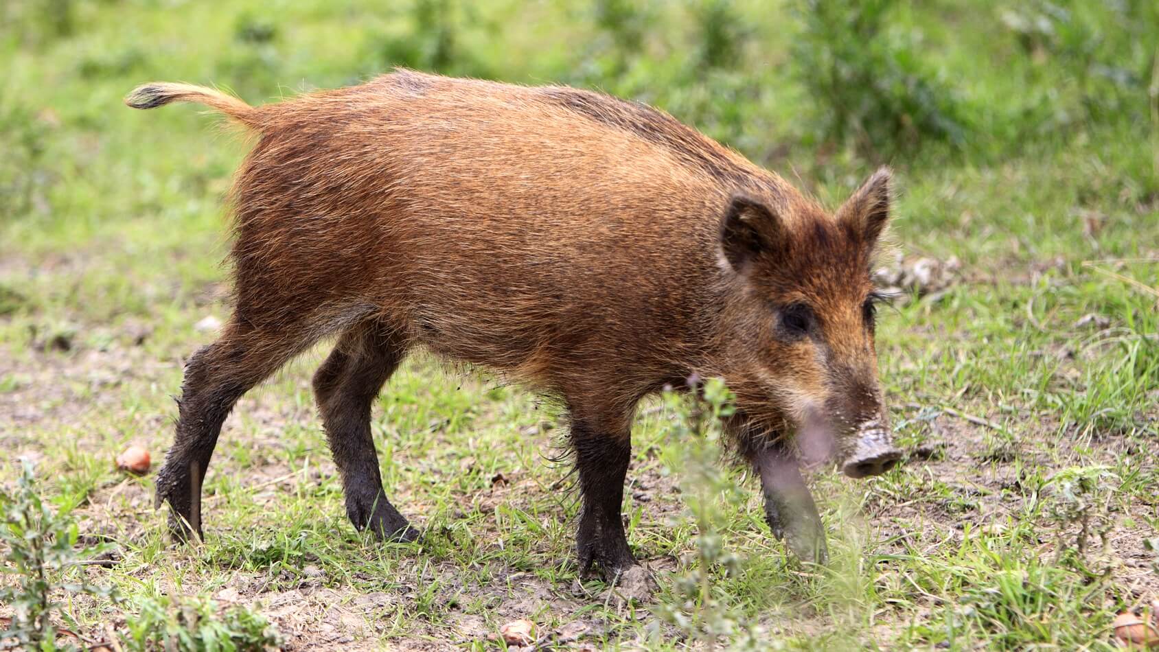 W podlaskich lasach praktycznie nie ma dzików