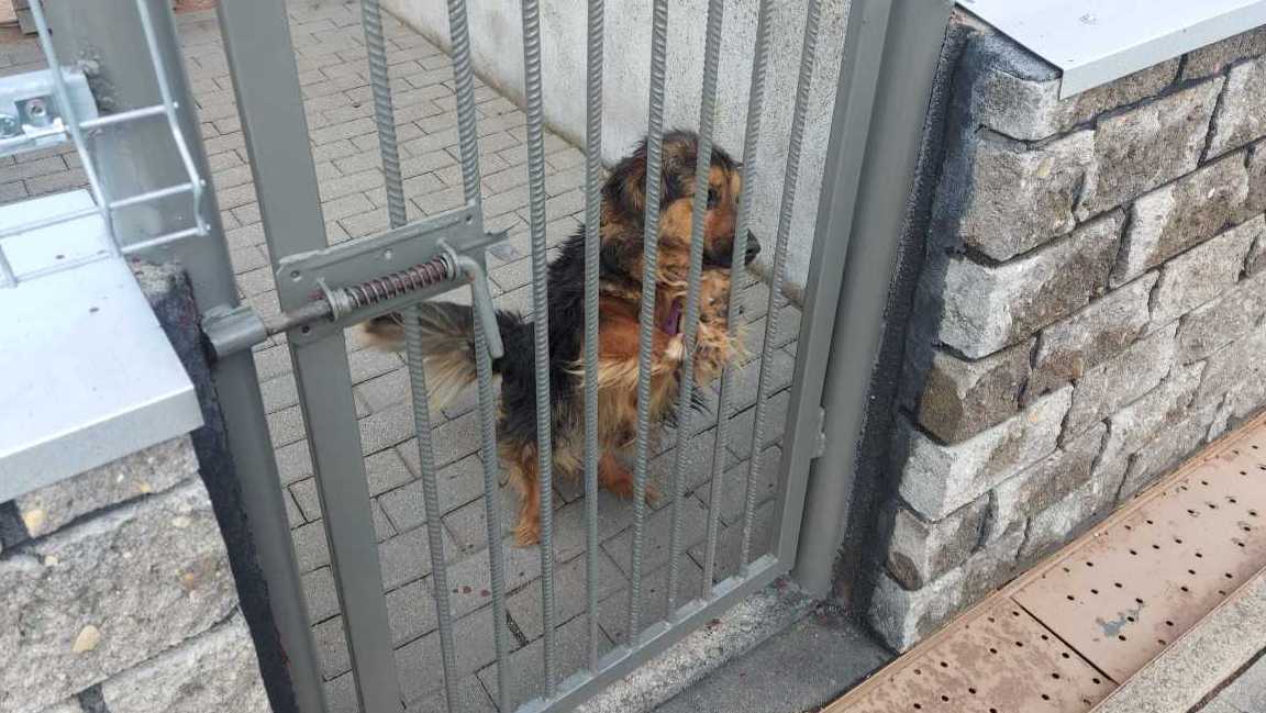 Wiadomo, kto poprowadzi suwalskie schronisko dla zwierząt