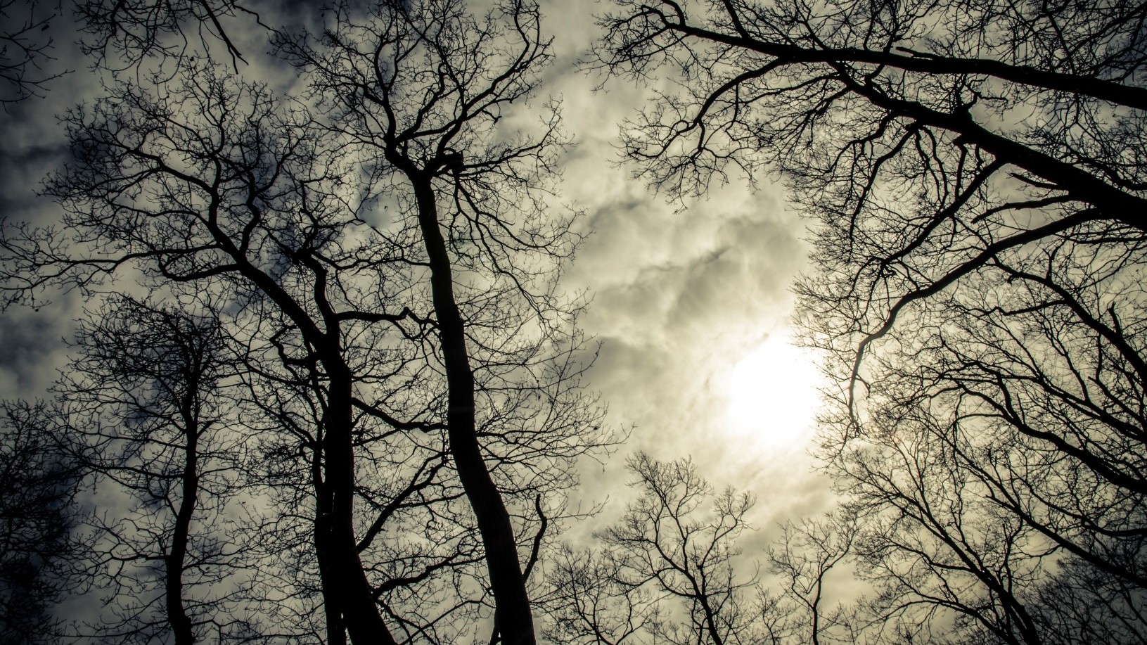 O co najmniej kilkadziesiąt drzew walczą mieszkańcy gminy Giby