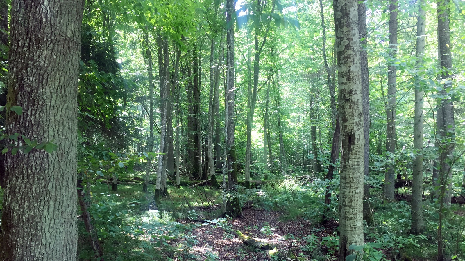 Rozpoczęły się konsultacje społeczne nad planem zarządzania polską częścią Białowieża Forest