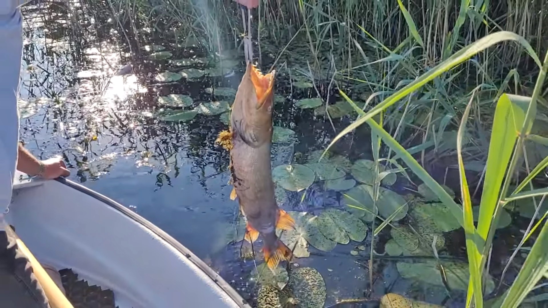Problemy wędkarzy na jeziorze Hańcza
