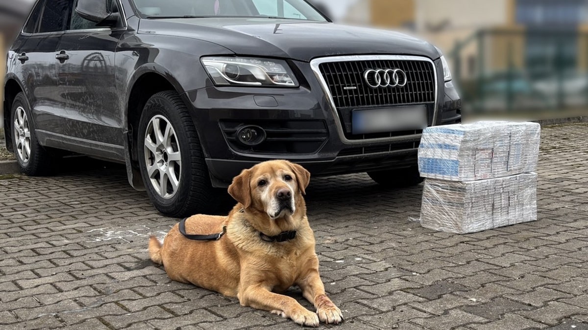 Funkcjonariusze podlaskiej KAS wykryli przemyt papierosów dzięki labradorowi Odi