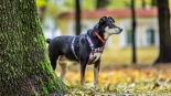 Parada adopciaków na białostockich Plantach, fot. Sylwia Krassowska