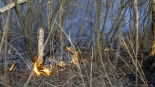 Pożar w Biebrzańskim Parku Narodowym, 20.04.2025, fot. Paweł Wądołowski